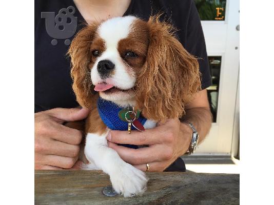 PoulaTo: CAVALIER KING CHARLSE